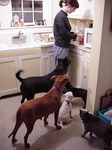 dogs-in-the-kitchen