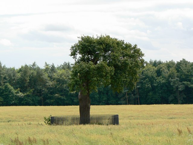 Royal Oak Tree